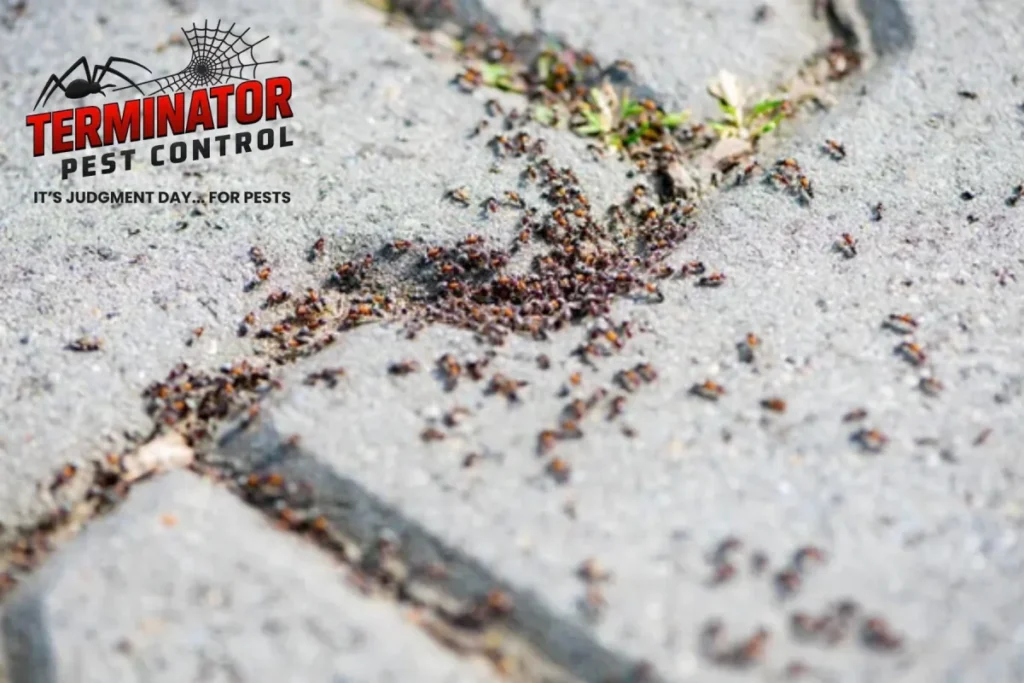 How Long Does Pest Control Take to Start Working 1 ants