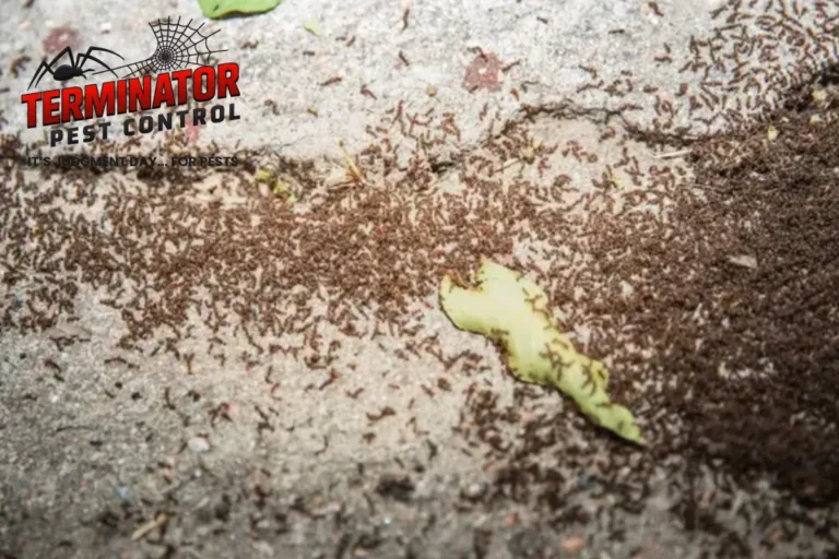 How Long Does Pest Control Take to Start Working 2 ants