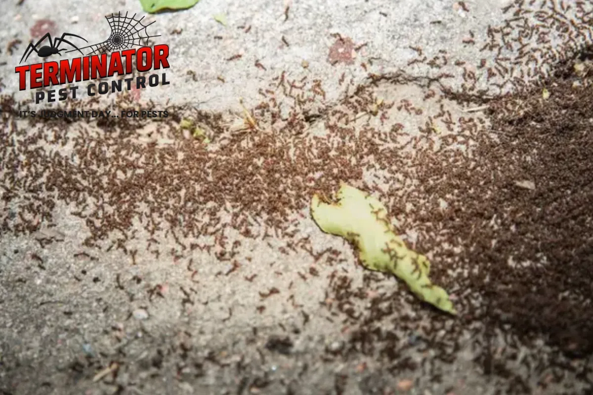 ants