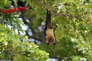 bat