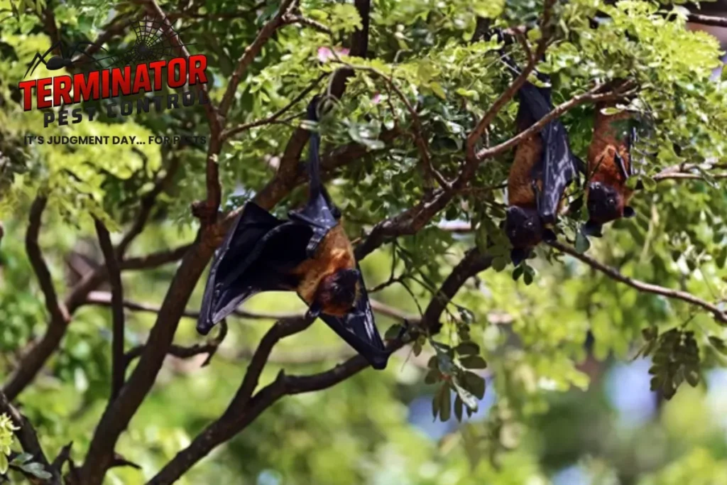 Why Do Bats Return After Bat Removal Is Done Incorrectly 1 bat