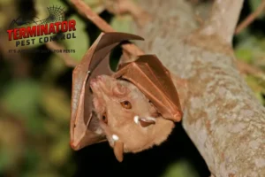 bat