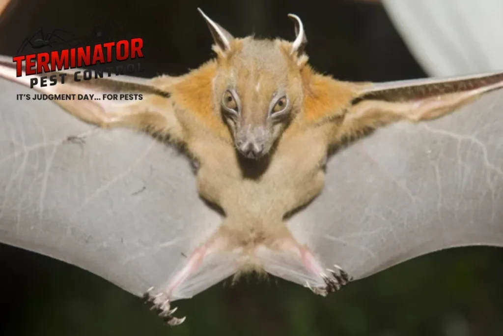 What Is the Safest Way to Handle Bat Removal From a Home 1 bat