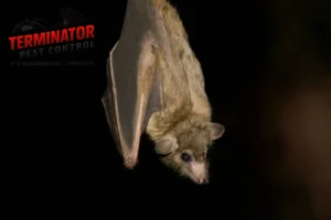 bat