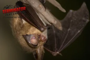 bat