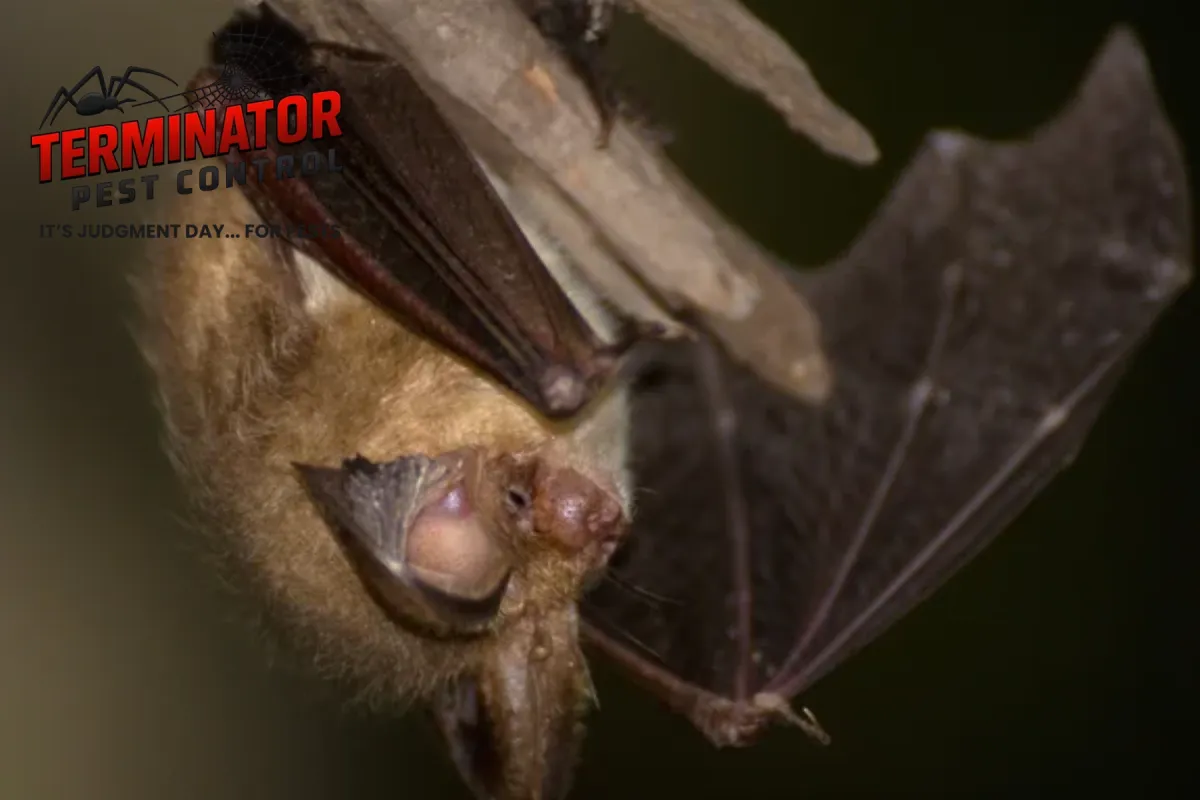 bat