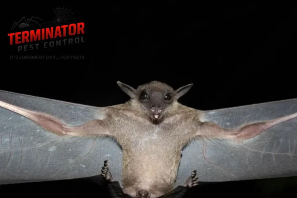 How Do You Remove Bats From an Attic Without Harming Them 1 bat
