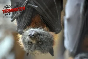 bat
