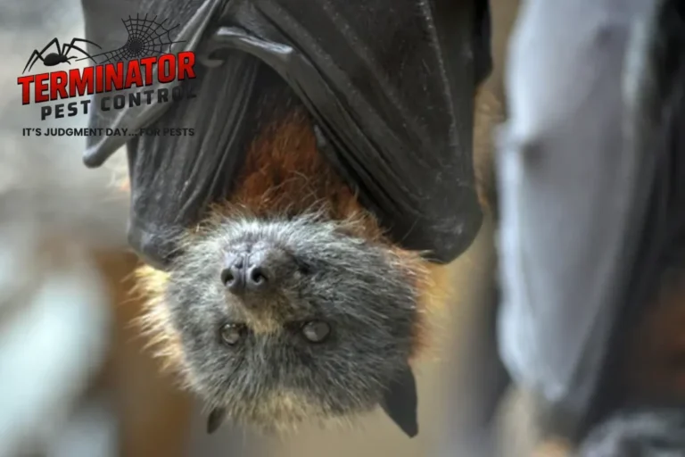 How Do You Remove Bats From an Attic Without Harming Them 4 bat