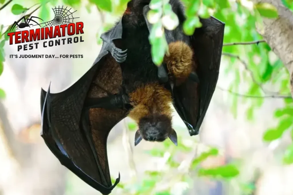 bat
