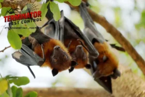 bat