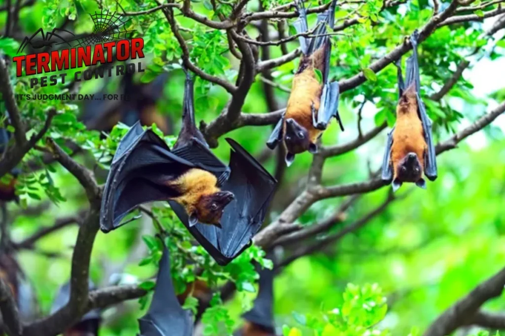 What Is the Difference Between DIY Removal and Professional Bat Exclusion 1 bat
