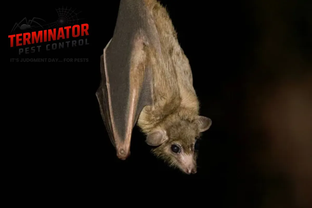 bat