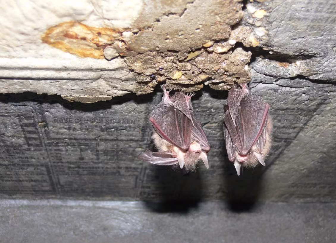 bats exclusion in Waunakee, WI