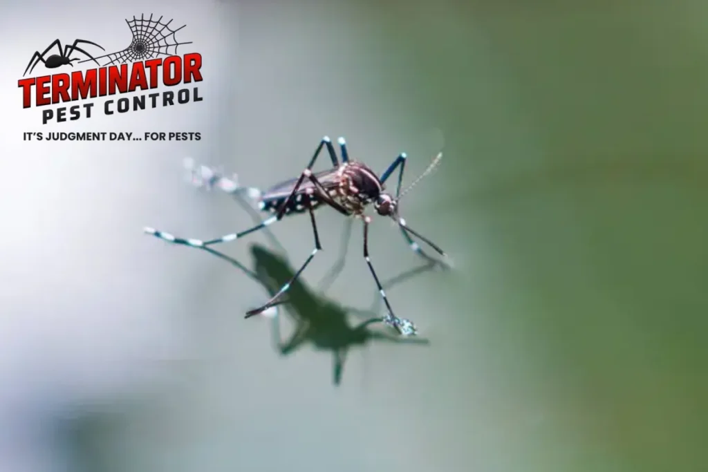 What Is Included in a Professional Pest Control Service 1 mosquito