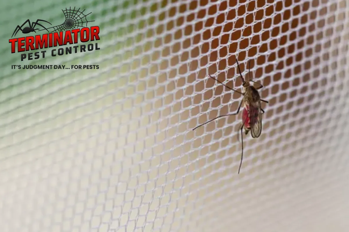 mosquito