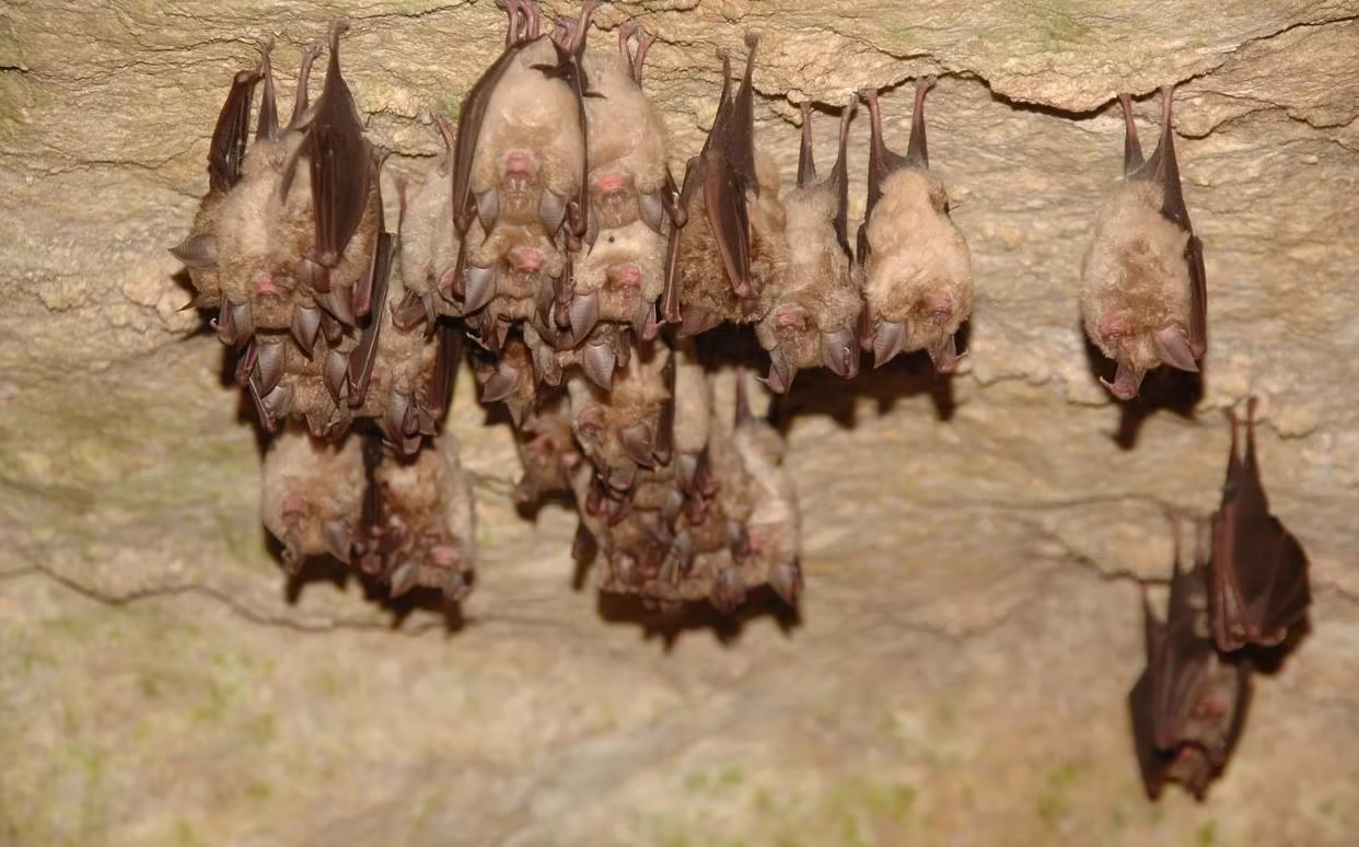 Bats Exclusion in Portage, WI