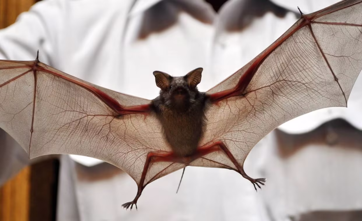 Bats Exclusion in Stoughton, WI