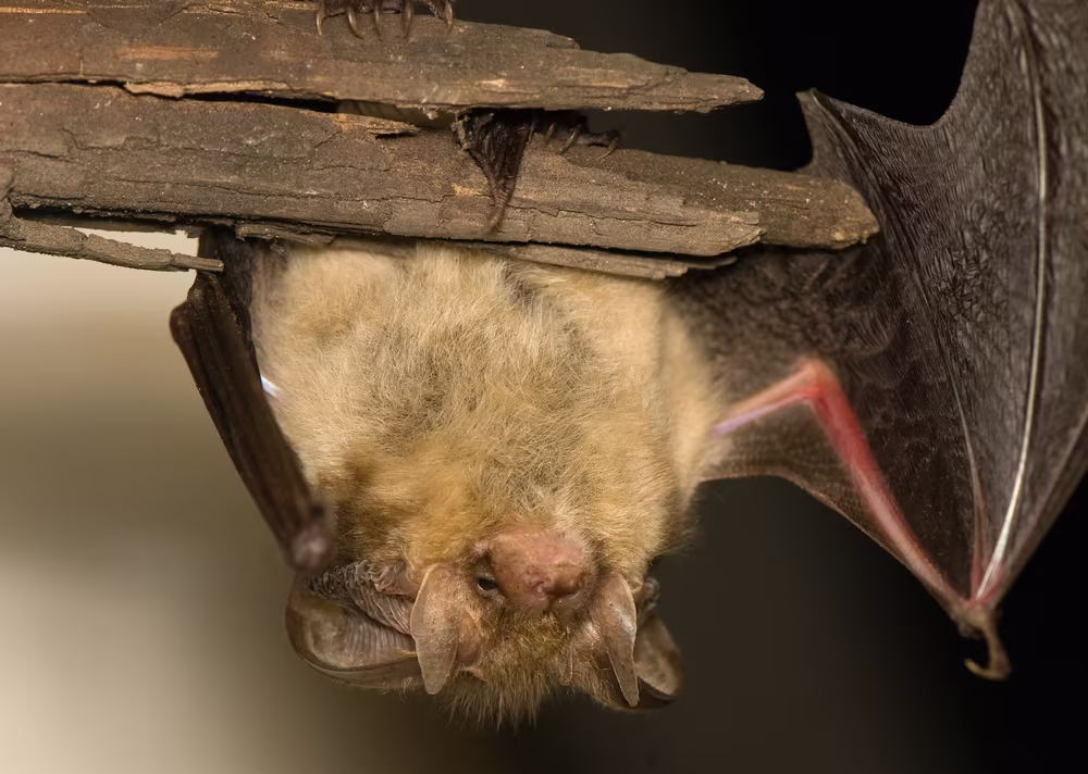 Fond Du Lac Bat Exclusions