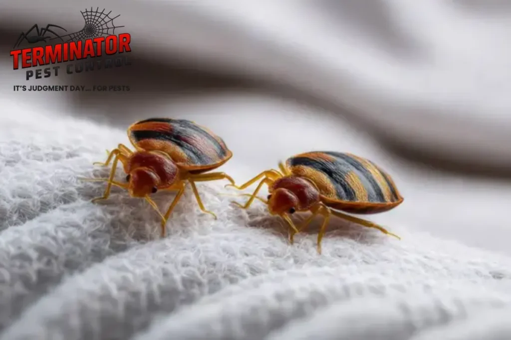 bed bug crawling
