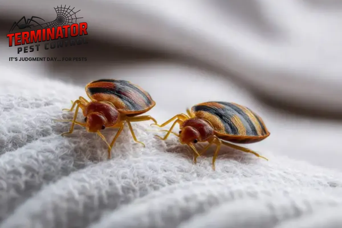 bed bug crawling