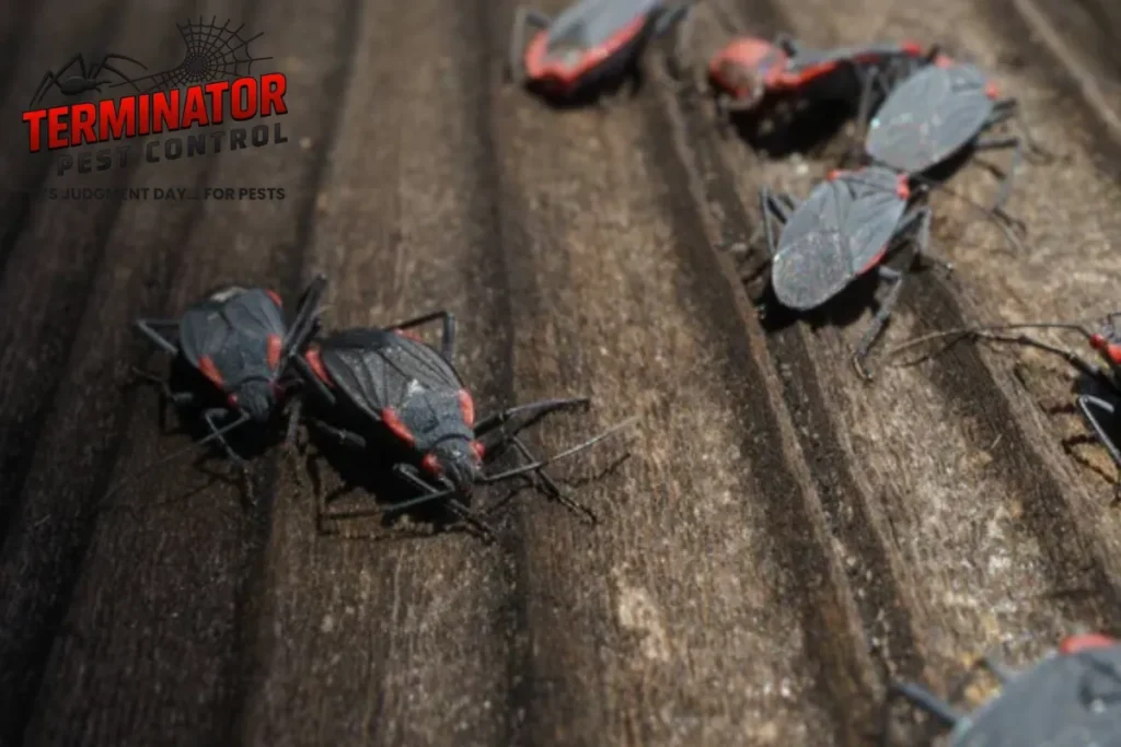 boxelder bugs breeding infestation