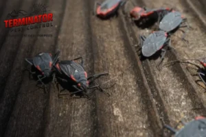 boxelder bugs breeding infestation