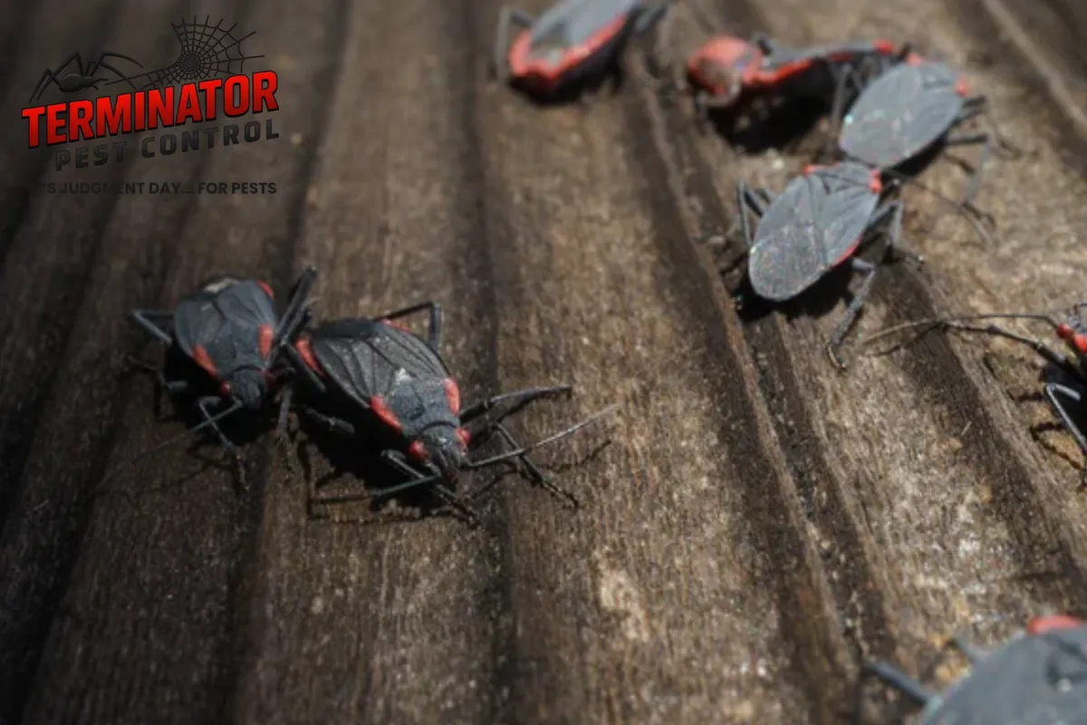 boxelder bugs breeding infestation