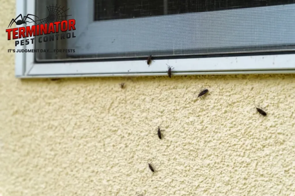 When Is the Best Time to Treat Boxelder Bugs Before They Move Indoors 1 boxelder bugs swarm