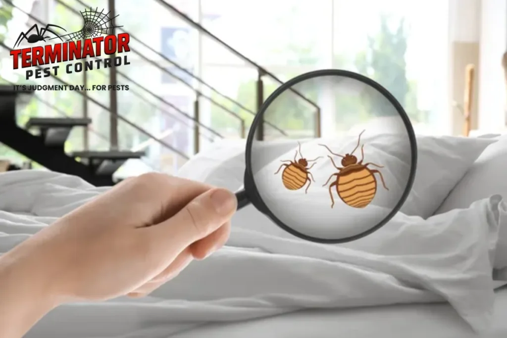 How Should You Prepare Your Home or Business Before Bed Bug Heat Treatment 1 detecting bed bugs