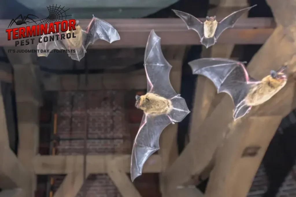 flying bats