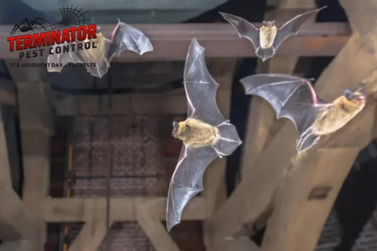 How Does Bat Exclusion Work When Bats Are Living in an Attic 2 flying bats