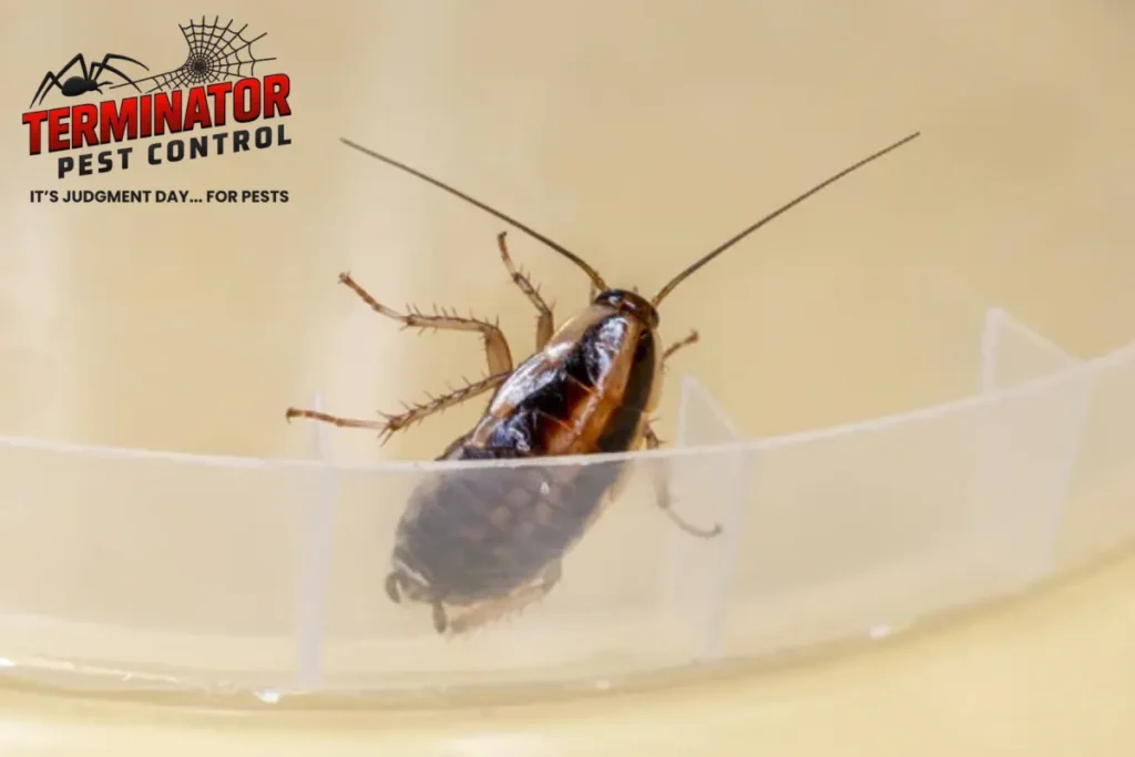 german cockroach pest