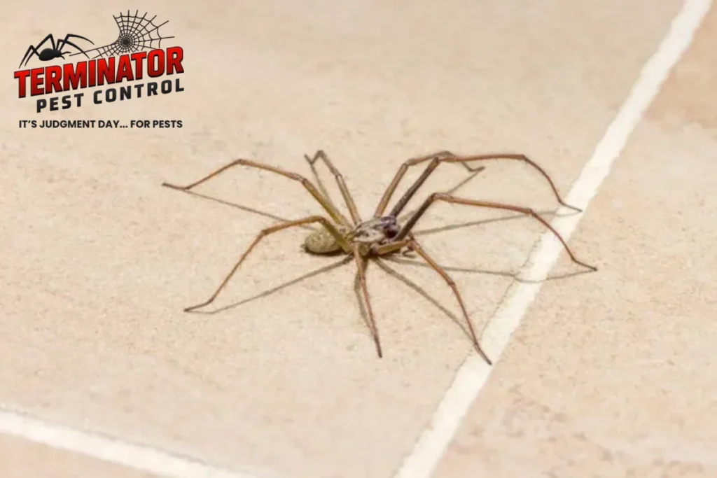 Why Are Spiders Suddenly Showing Up Inside Homes and Businesses 1 giant house spider