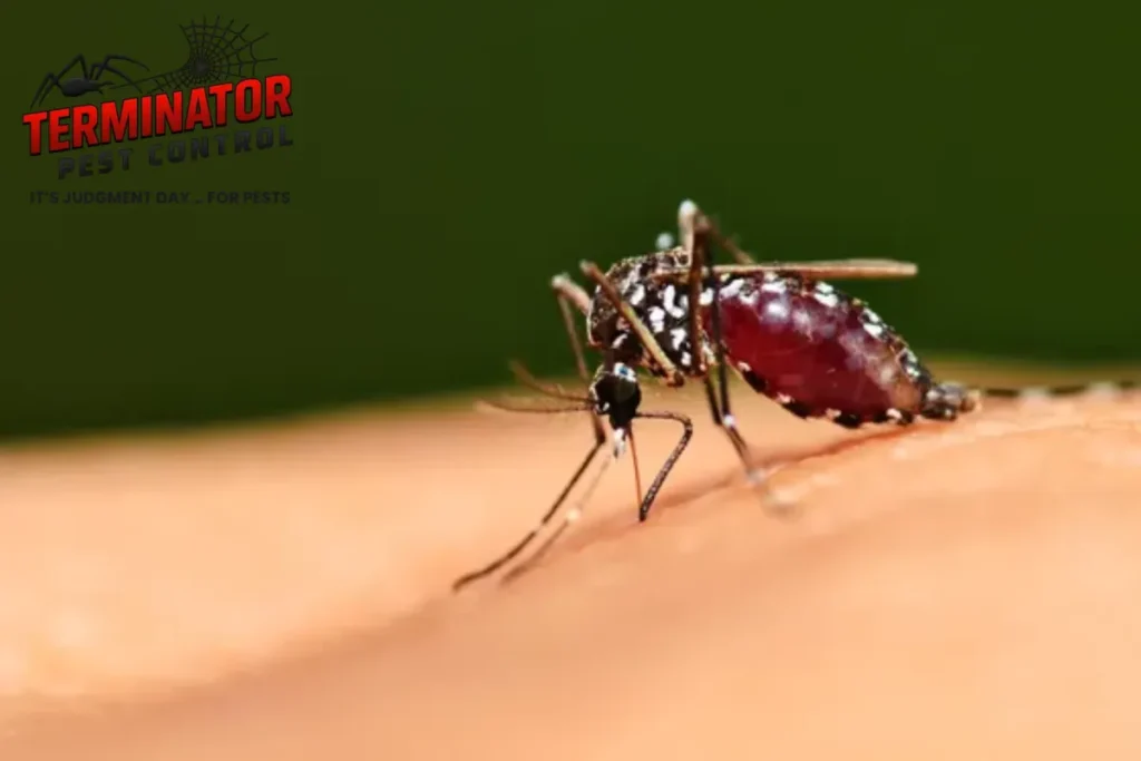 How Does Mosquito Fogging Work to Reduce Adult Mosquito Populations 1 mosquito