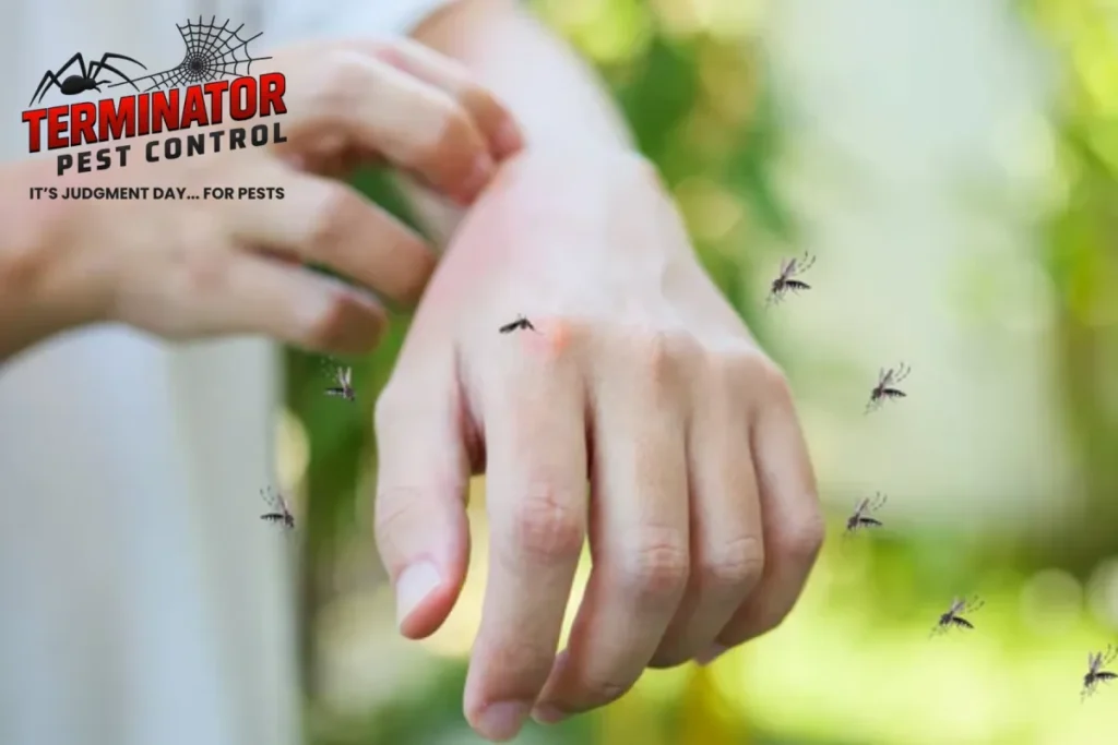 mosquito on man skin