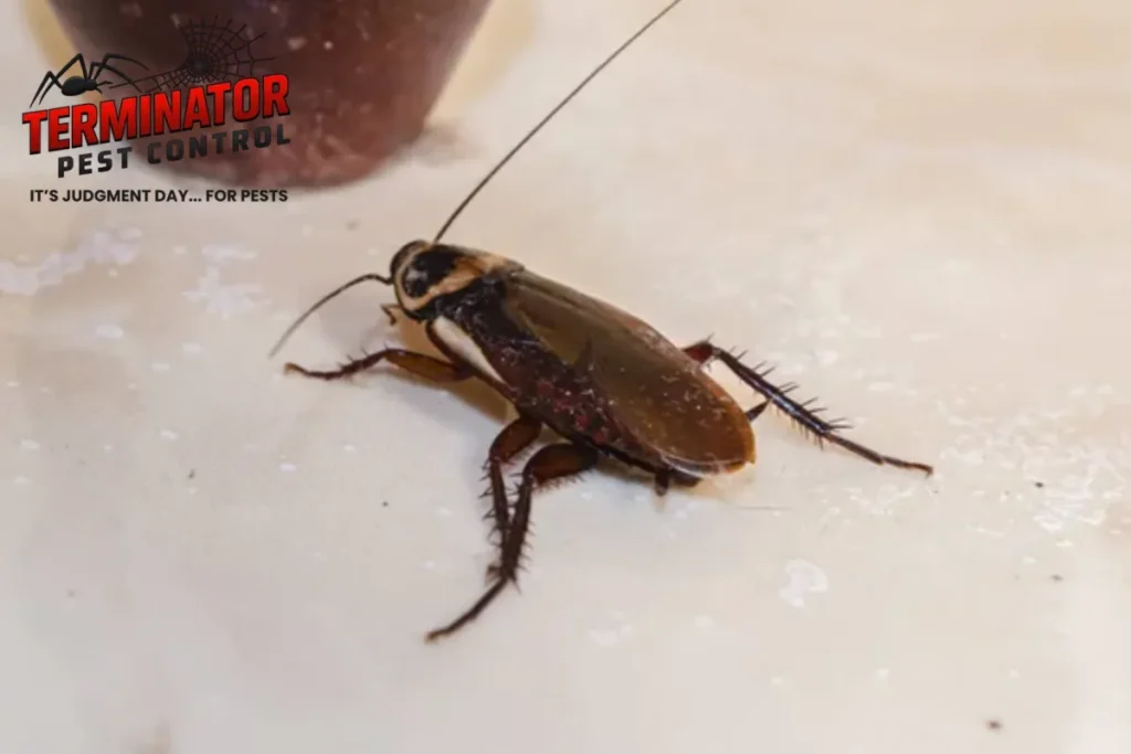 How Often Should Pest Control Treatments Be Scheduled for Year-Round Protection 1 pest crawling on the floor