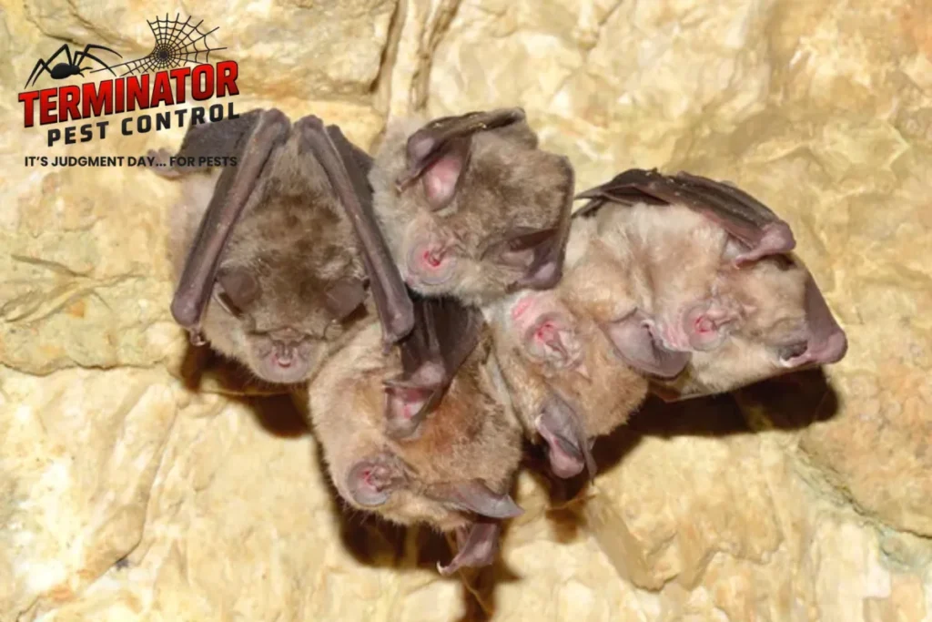How Does Bat Exclusion Work When Bats Are Living in an Attic 1 sleeping bats