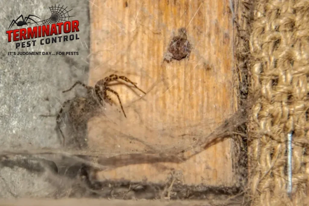 spider peeks out of its own nest