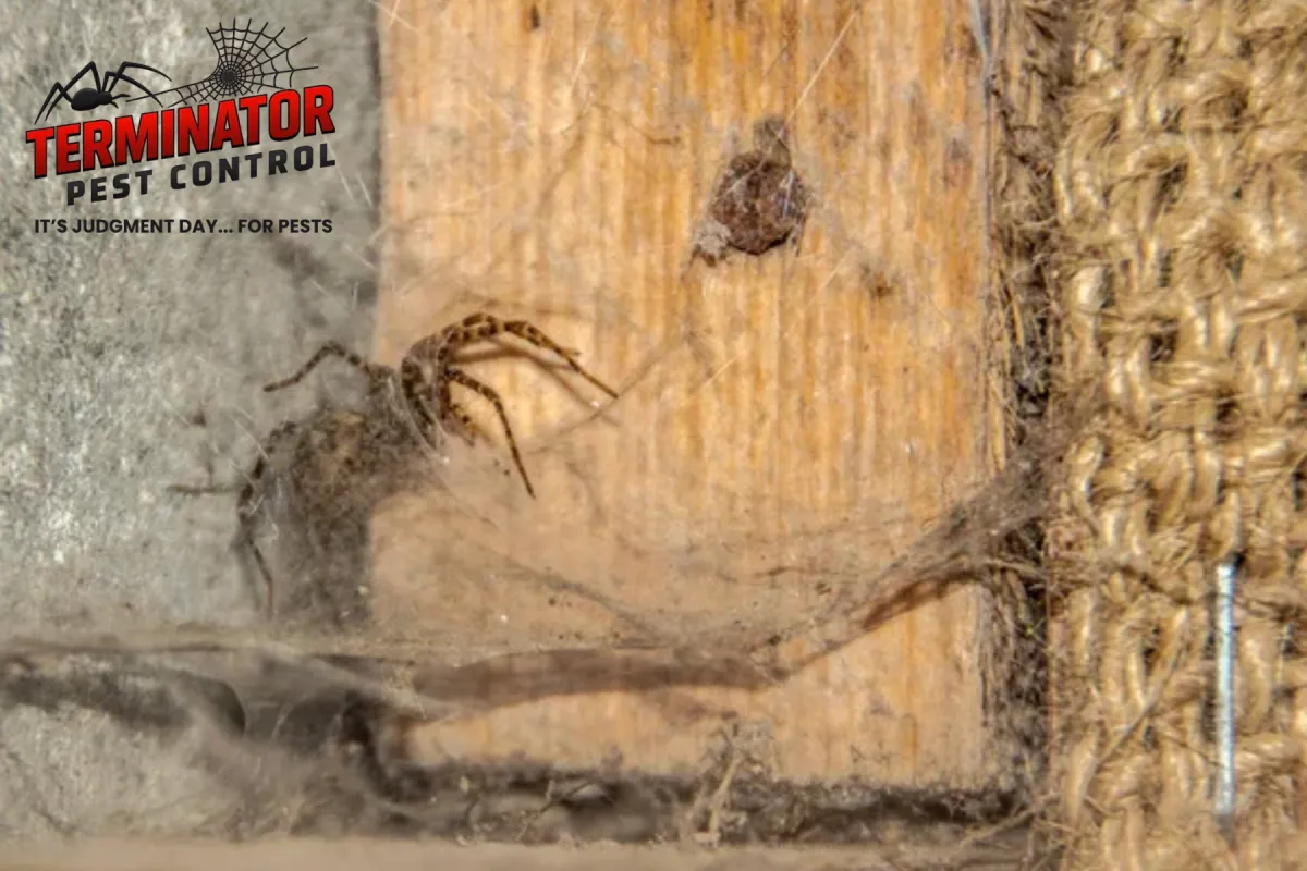 spider peeks out of its own nest
