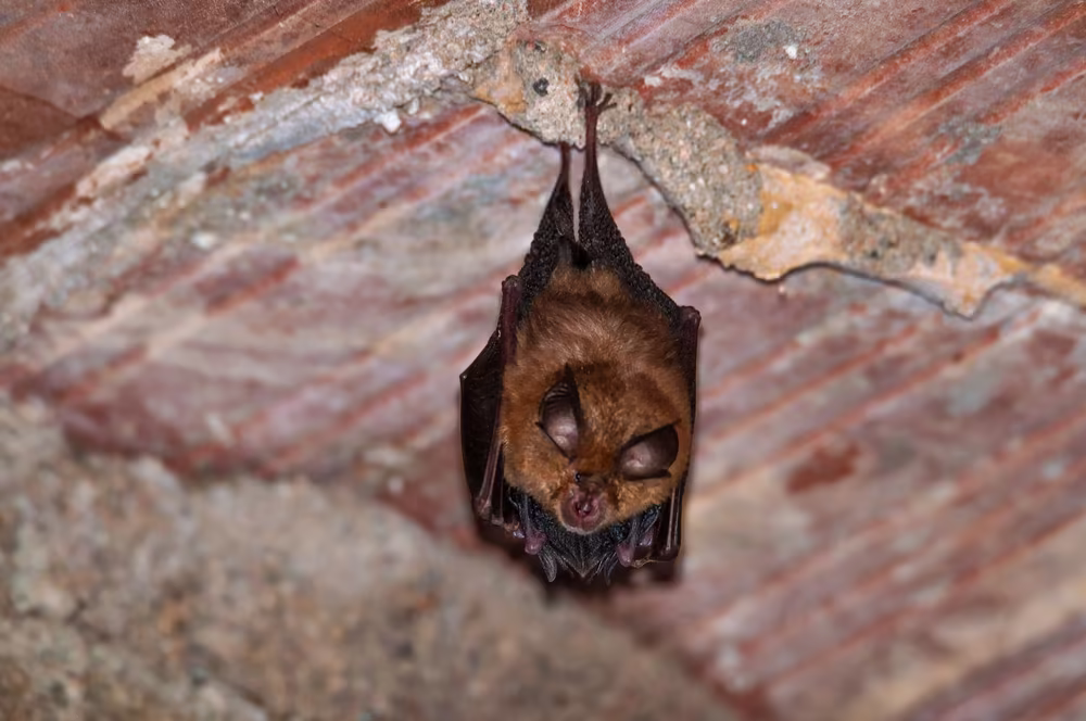 Bat Exclusion Service Beaver Dam WI