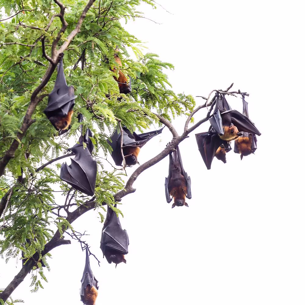 Bat Exclusion Service in Pardeeville, WI