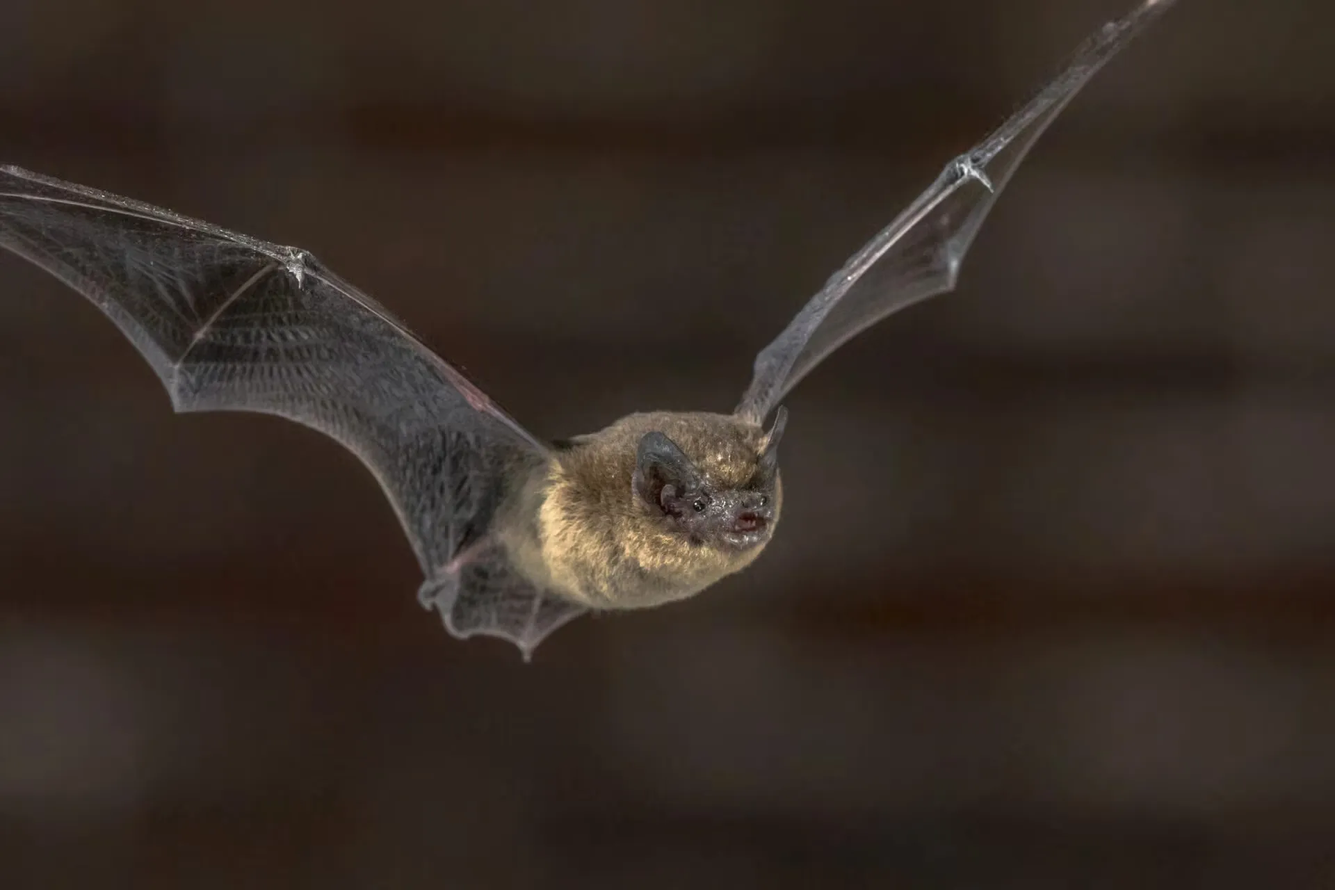 Bat Exclusion in Beaver Dam, WI