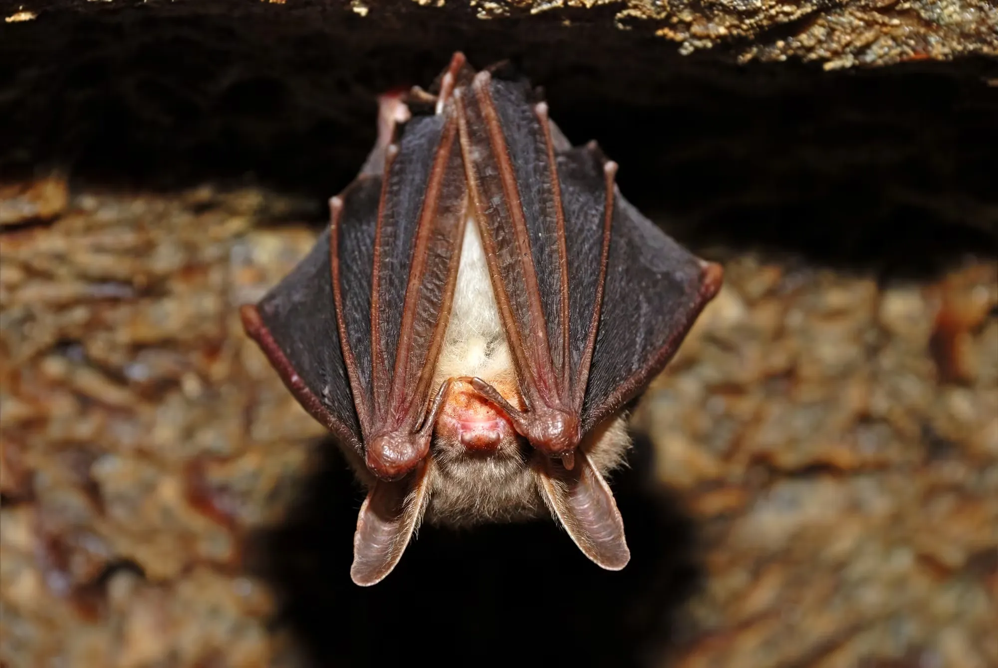 Bat Exclusion in Madison, WI
