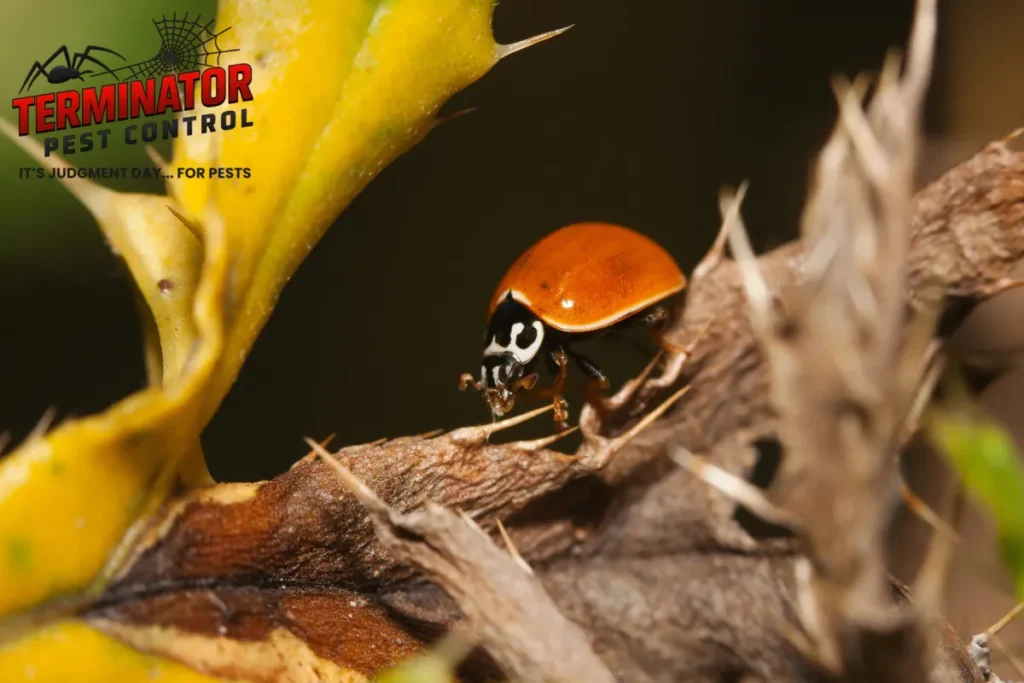 asian lady beetle