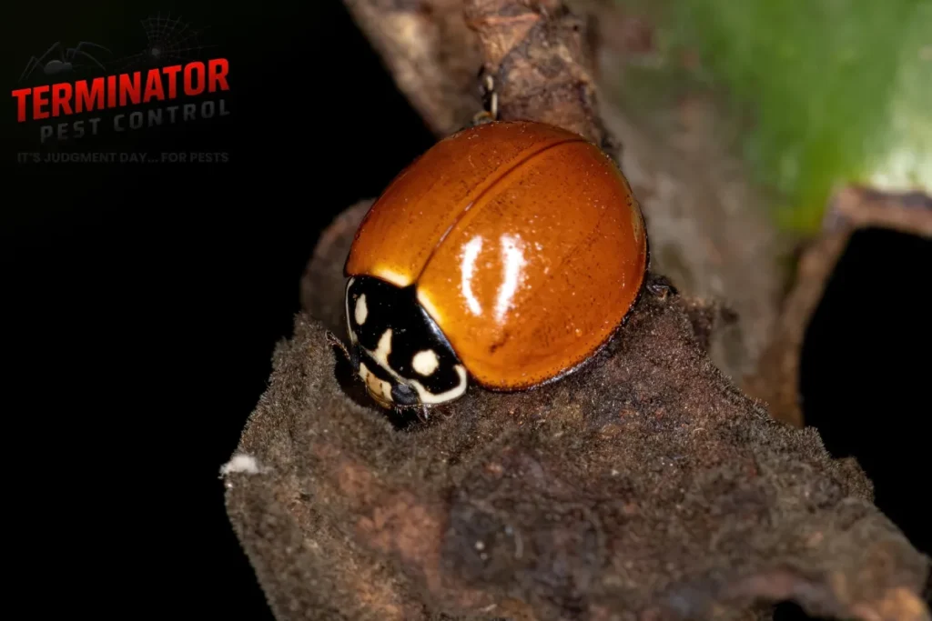 What Is the Most Effective Way to Prevent Asian Lady Beetles From Entering Your Home 1 asian lady beetle