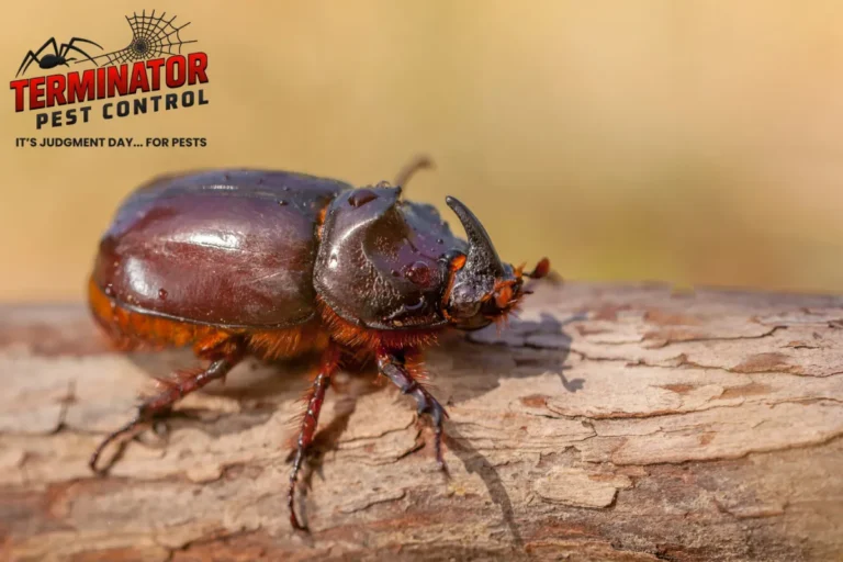 What Are the Most Common Signs of a Beetle Infestation Inside a Home 2 beetle