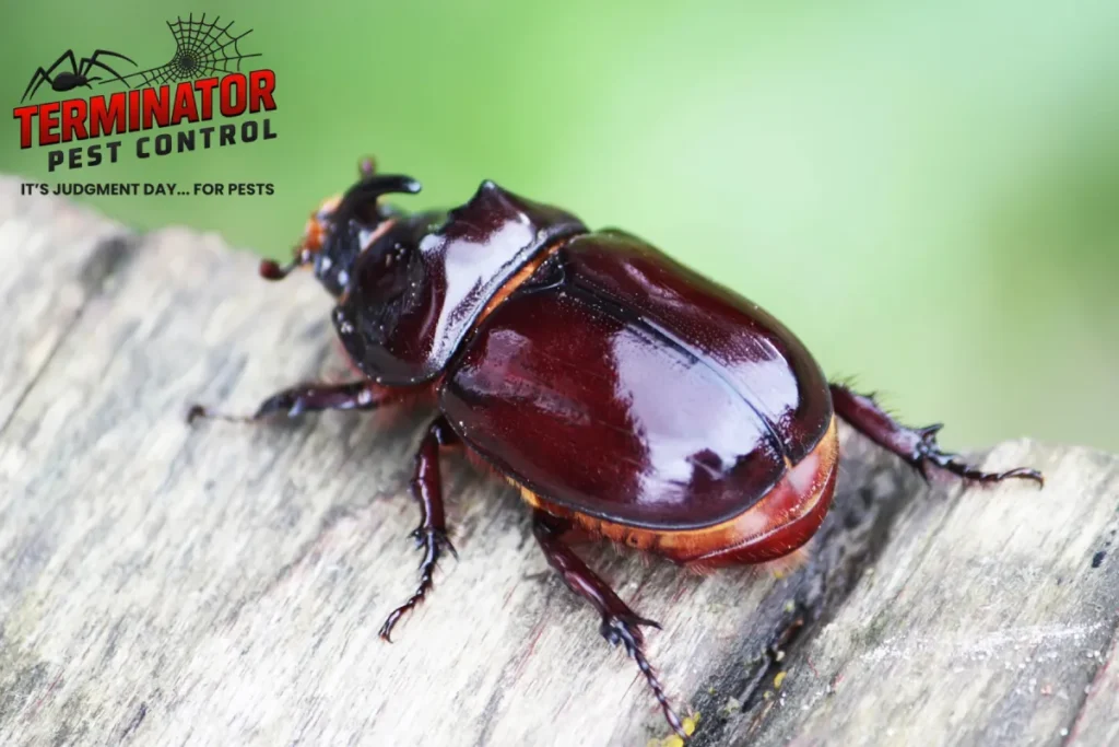 beetle