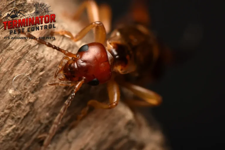 closed up earwig