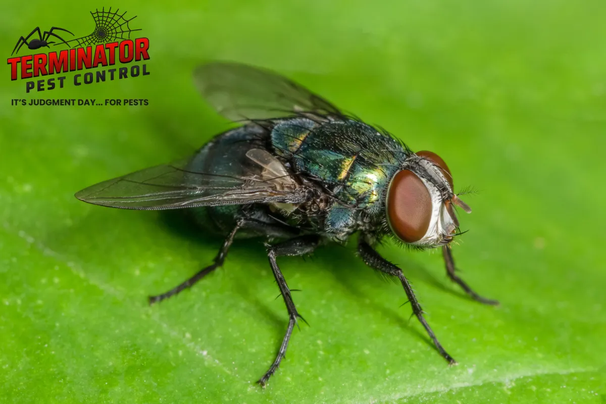 closed up fly